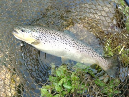 また高島の泉へ